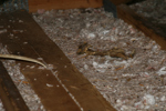 IMG_1603, Squirrel Carcass 2.JPG